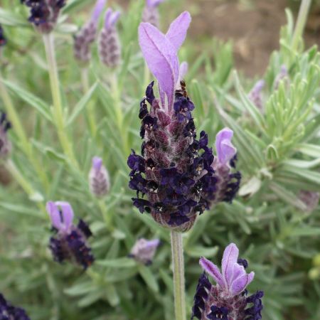 lavanda