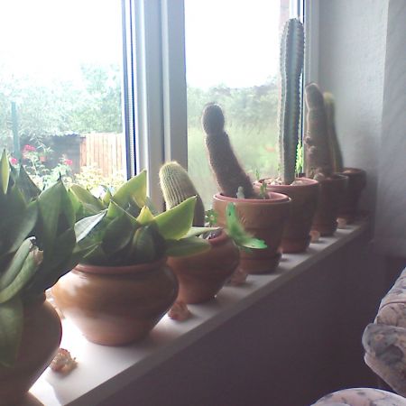 colectie de cactusi
