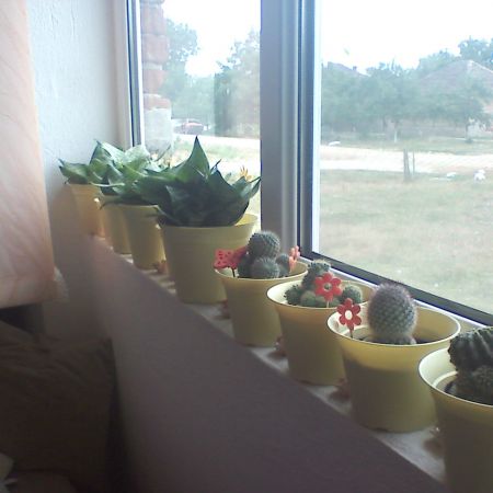 o alta colectie de cactusi