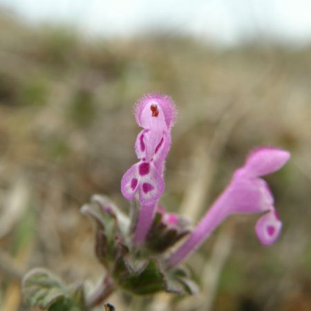 floare de cimp