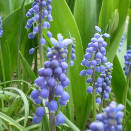 muscari