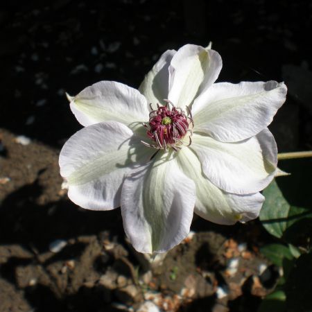 clematita 