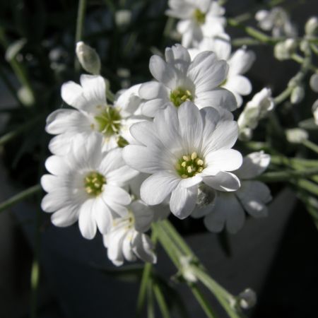Alte flori albe