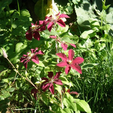 clematis