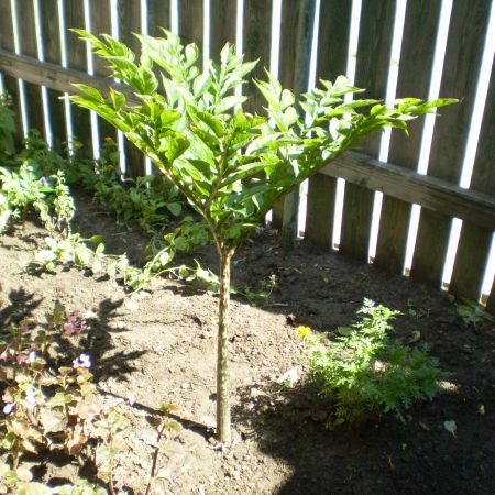 amorphophallus konjac