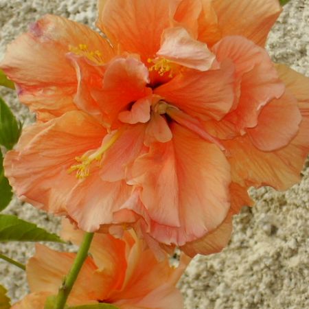trandafir japonez -orange-