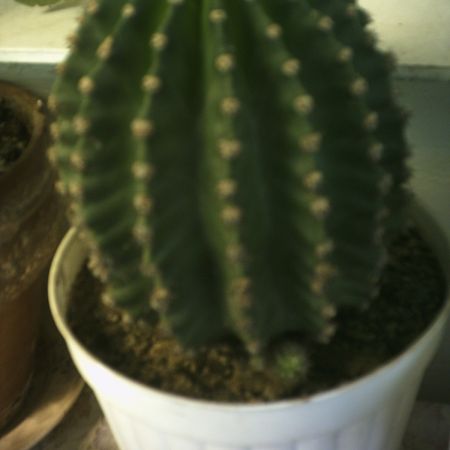 cactus