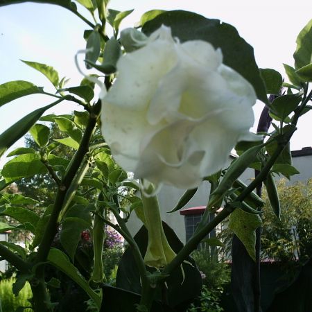 DATURA