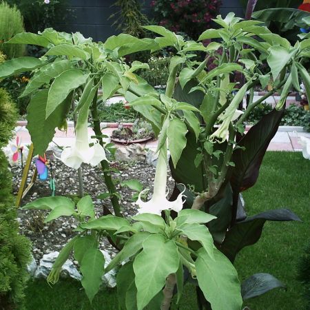 DATURA