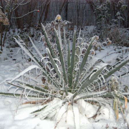 Gradina Mea iarna