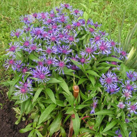 Floare perena de culoare albastra