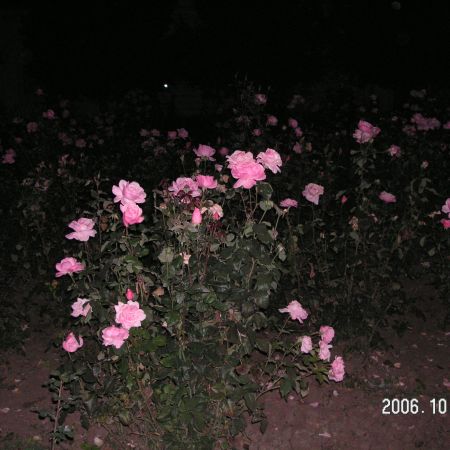 trandafiri superbi