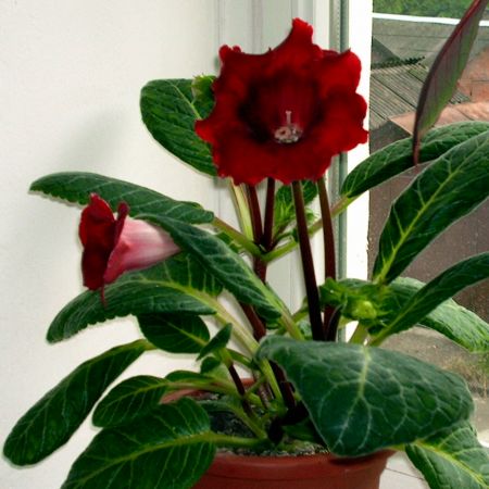 Gloxinia