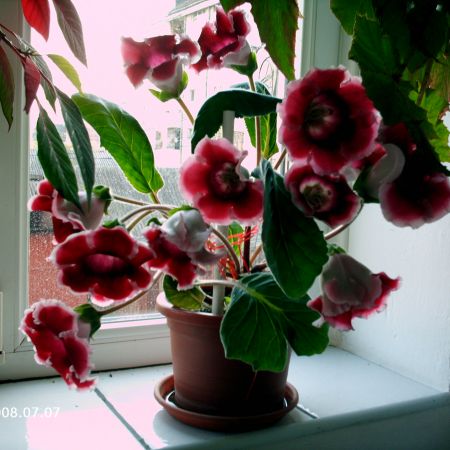 Gloxinia