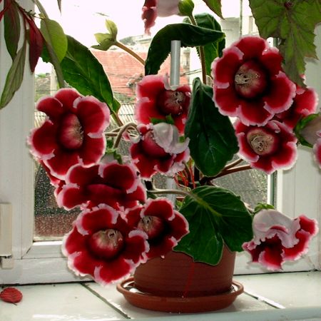 Gloxinia