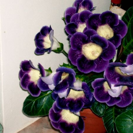 Gloxinia