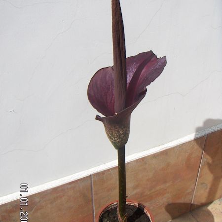 Planta fara nume 