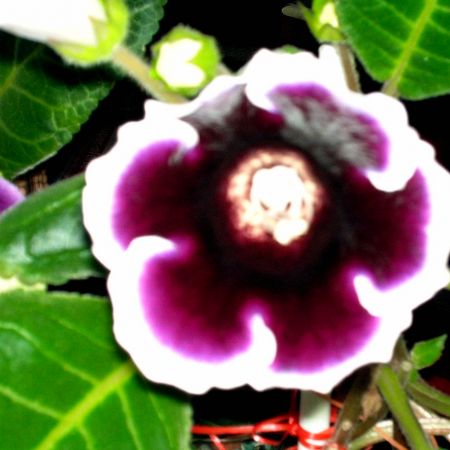 Gloxinia