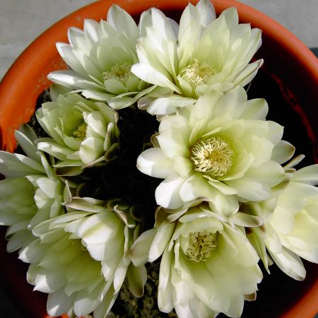 Flori  de Cactus