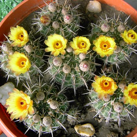 Notocactus submammulos