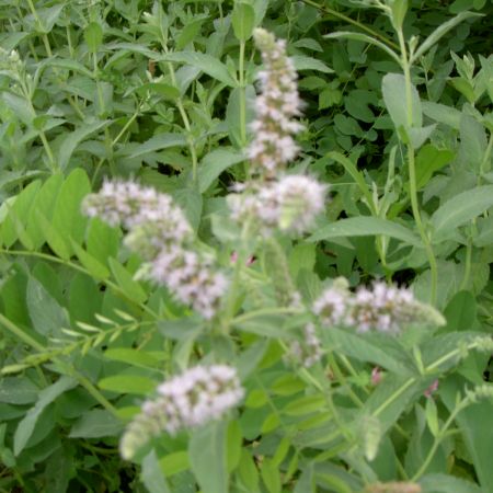 menta salbateca