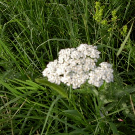 coada soricelului