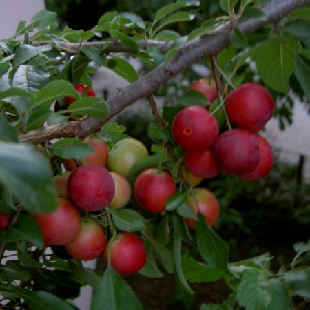 corcoduse