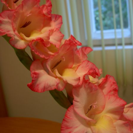 gladiola rosie