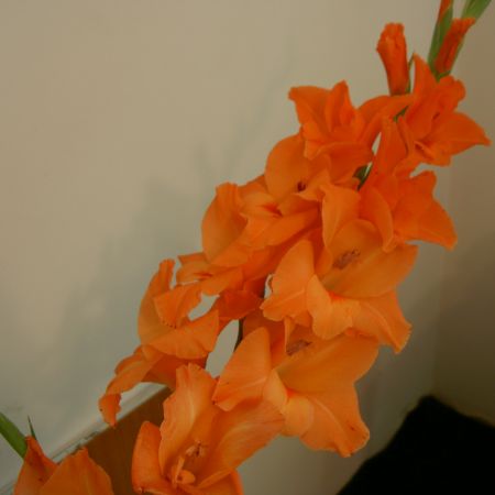 gladiola