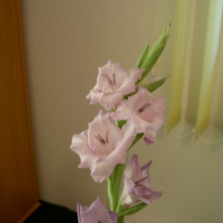 gladiola lila
