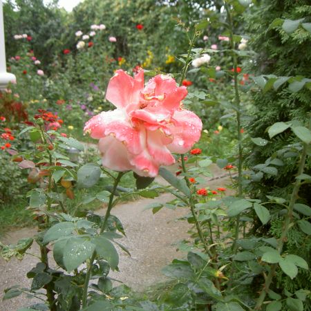 trandafir ciufulit