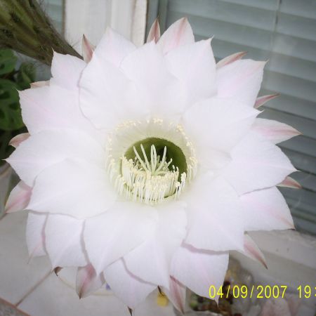 Floare de cactus