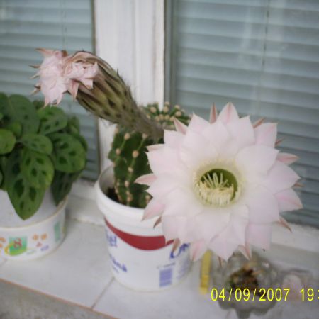 Acelasi cactus