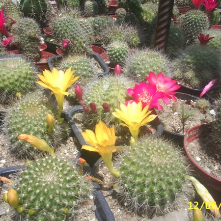 cactusi din gradina mea