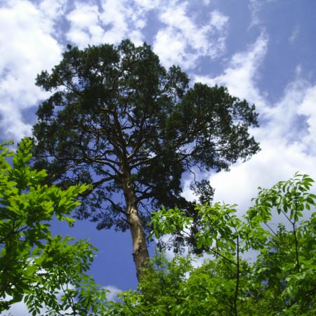 natura