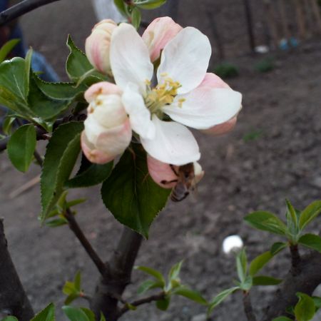 FLOARE DE MAR