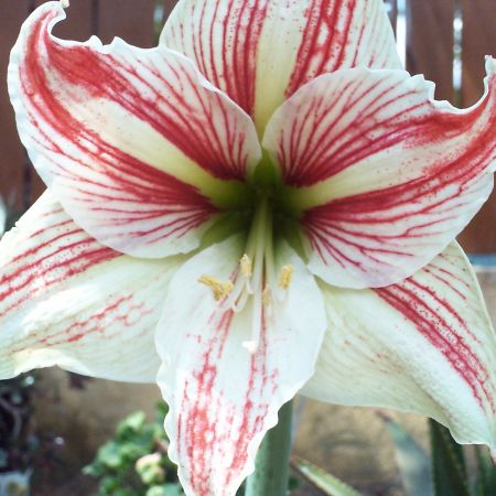 amaryllis