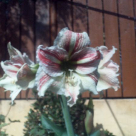 amaryllis