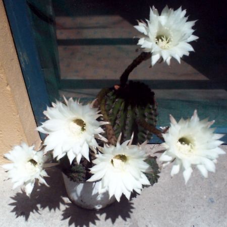 cactus inflorit
