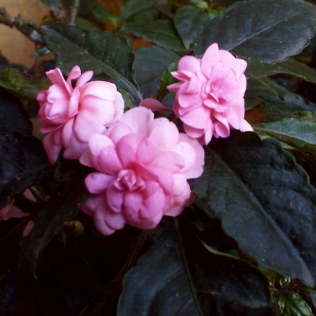 impatiens dublu