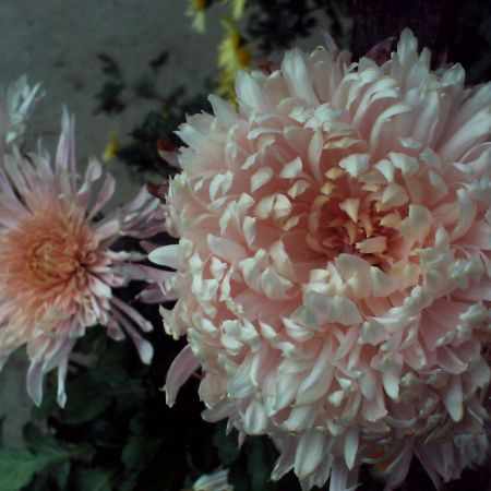 crizantema roz-crem
