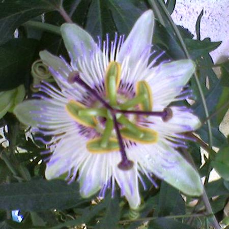 Passiflora