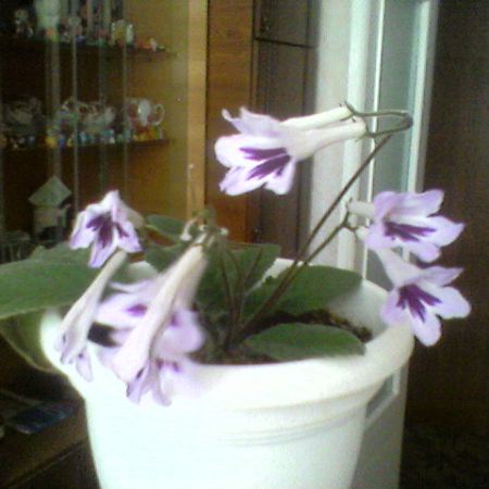 Streptocarpus