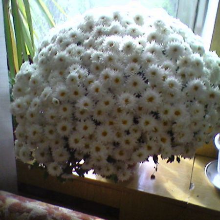 Mini Crizantema