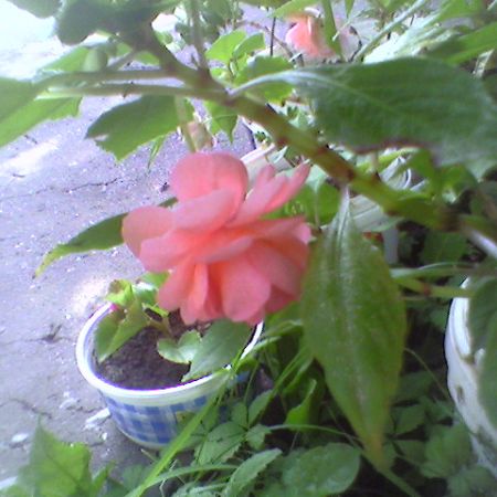 impatiens