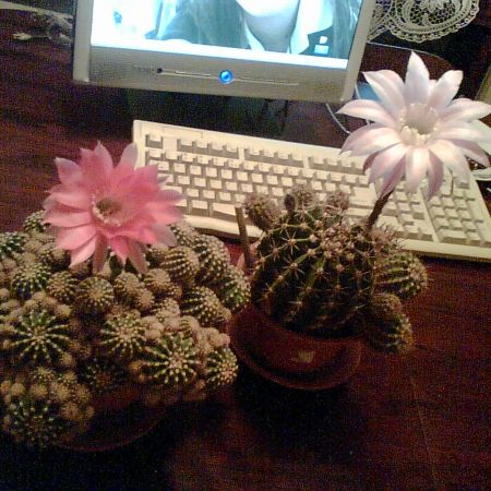 flori de cactus