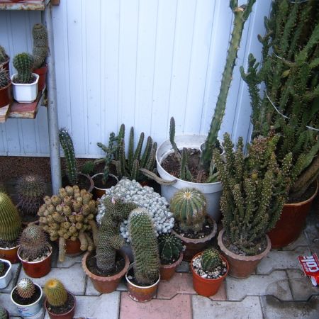 cactusii mei