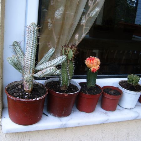 Cactusii mei