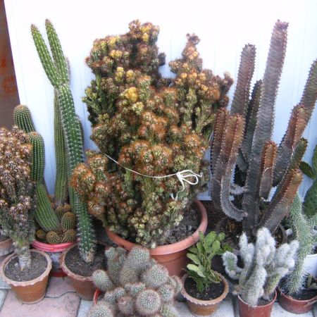 Cactusii mei