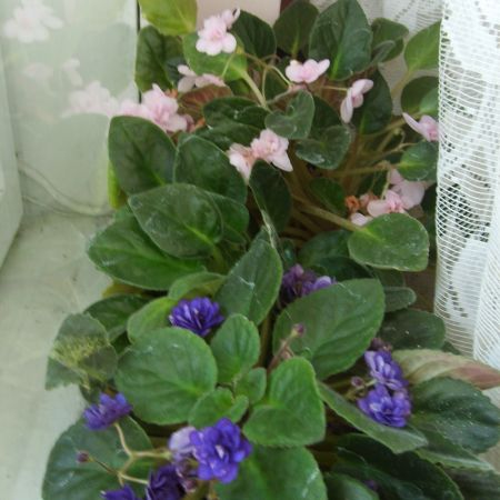 Violete